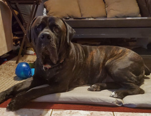 Poppa Dog