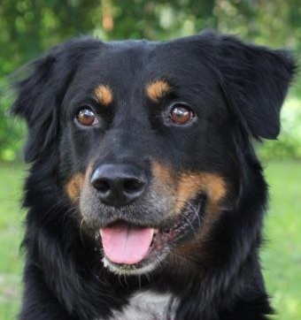 Border Collie Rutger