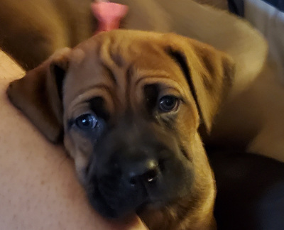 puppy face